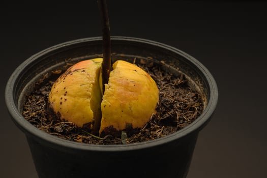 Macro shot of sprouted avocado seed planted in a pot on a black background photo