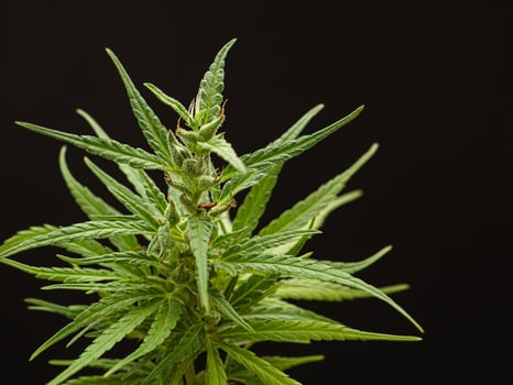 Cannabis plant against a black background. Texture marijuana leaves photo