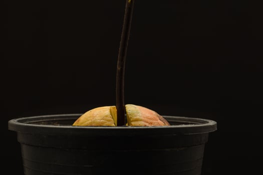Macro shot of sprouted avocado seed planted in a pot on a black background photo