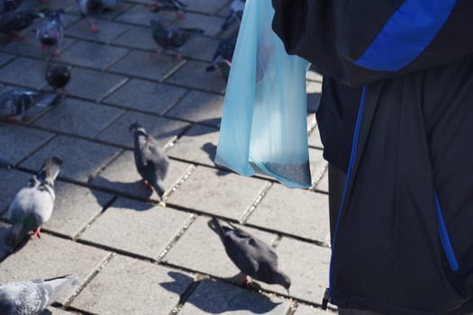 women hand feeding pigeon birds on floor . photo