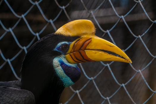 A white bellied hornbill perched on a tree branch in a zoo, showcasing its distinctive features and vibrant plumage. The bird is surrounded by the natural environment of the zoo photo