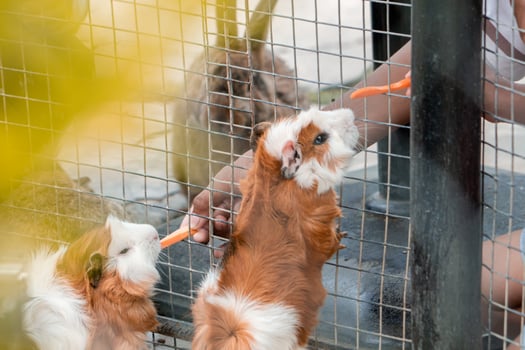 A guinea pig being fed in a zoo, enjoying a snack. The small mammal is surrounded by a natural environment, adding a cozy and lively touch to the scene photo