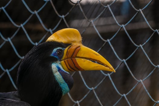 A white bellied hornbill perched on a tree branch in a zoo, showcasing its distinctive features and vibrant plumage. The bird is surrounded by the natural environment of the zoo photo
