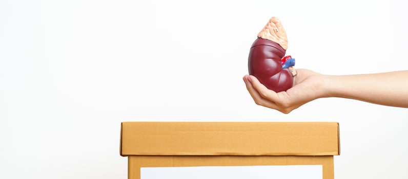 Organ Donation, Charity, Volunteer, Giving Concept. hand holding Anatomical human kidney Adrenal gland model into donate box for support disease of Urinary system and Stones, Cancer, world kidney day photo