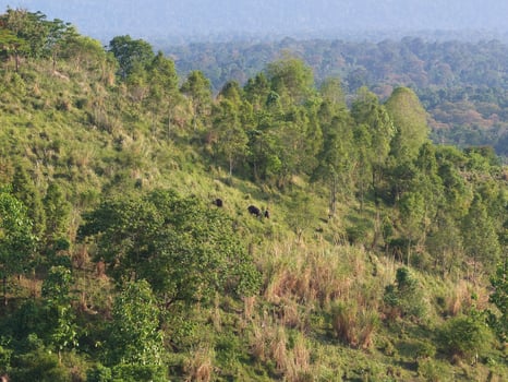 Forest scenery with animals on the hill and green fields photo