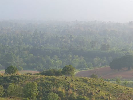Forest scenery with animals on the hill and green fields photo