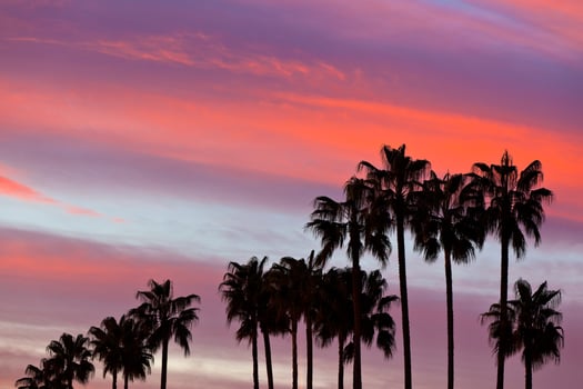 Palm Tree Silhouettes on Sunset Sky Background photo
