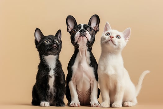 Three cats and a dog sitting together on a beige background photo