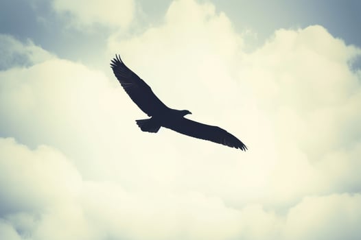 Eagle in flight against a cloudy sky photo