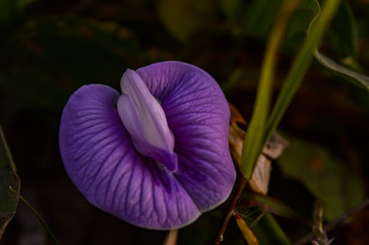 Centrosema virginianum is known by the common names of spurred butterfly pea, wild blue vine, blue bell, and wild pea. It is identified by its trailing and twining vine and showy flowers. photo