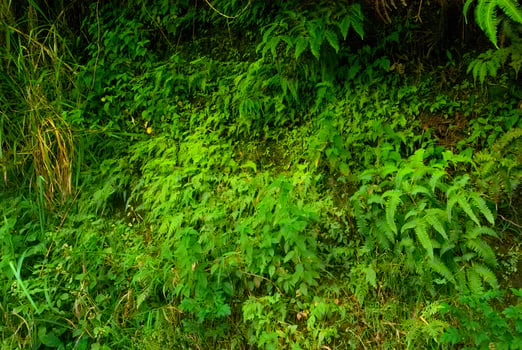 Wild Ferns on the Side of the Road to Hana, Maui, Hawaii photo