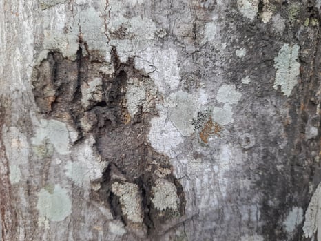 a close-up of tree bark with a rugged texture, displaying natural cracks and patterns. The bark has earthy tones of gray and brown, with some hints of orange photo