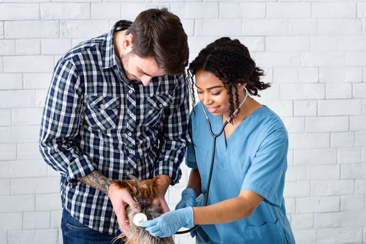 Animal respiratory diseases. Veterinarian checking dog's breathing with stethoscope in hospital, copy space photo