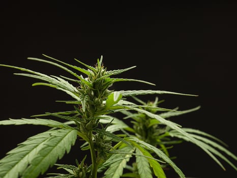 Cannabis plant against a black background. Texture marijuana leaves photo