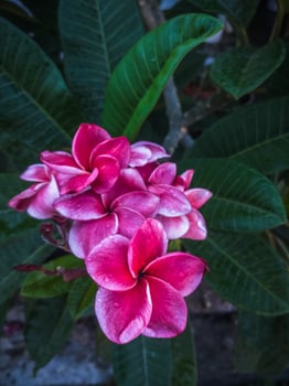 Red Frangipani Flowers Bloom in The Garden photo