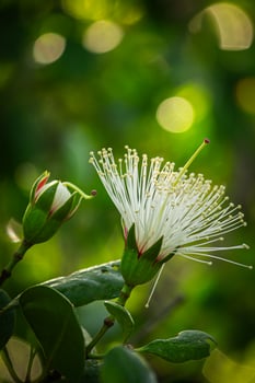 Close-up photo of a flower from a mangrove tree among the green leaves in a coastal forest