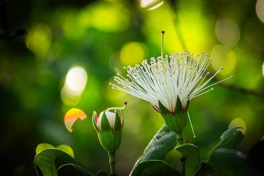 Close-up photo of a flower from a mangrove tree among the green leaves in a coastal forest. The photo is taken with a bokeh technique