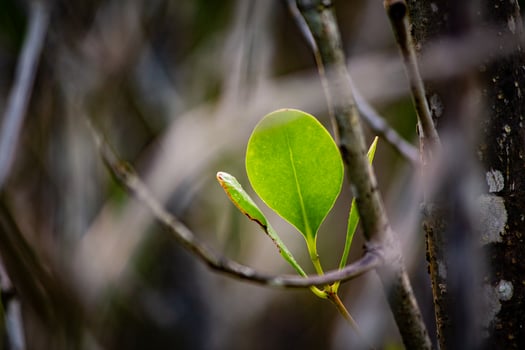 Bokeh photo of young leaves from a mangrove tree growing among the branches at the beach