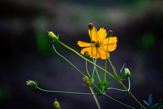 Tangerine Gem Marigold or Tagetes Tenuifolia Flower with Dark Background photo