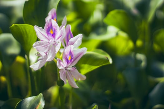 A Water Hyacinths Flower Growing On a Reservoir photo