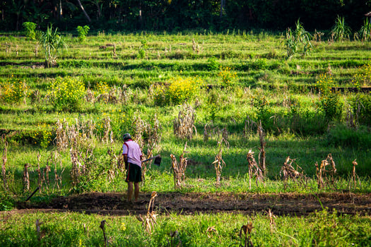Bali - March 29, 2017. A farmer is plowing a field previously planted with corn using a hoe in the morning photo