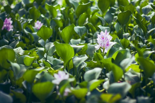 Group Lush Spread of Water Hyacinths Growing on a Reservoir photo