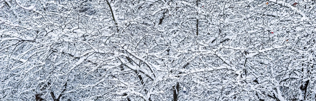 Fluffy snow-covered trees branches, nature scenery with white snow and cold weather. Snowfall in winter park photo