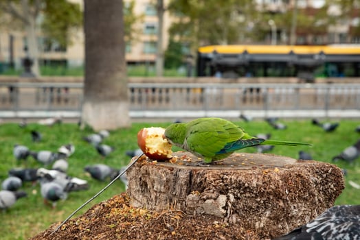 A parrot eats an apple while a group of pigeons surround it. photo