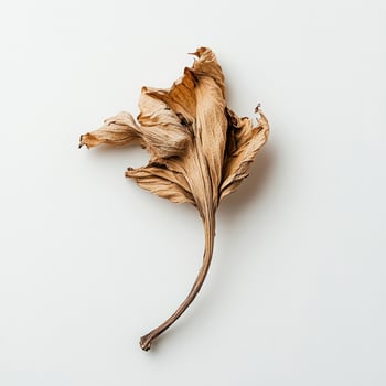 Dried leaves isolated on white background photo
