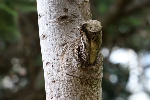 Texture of the bark of a tall tree. Wood from the hot subtropical climate of Israel photo
