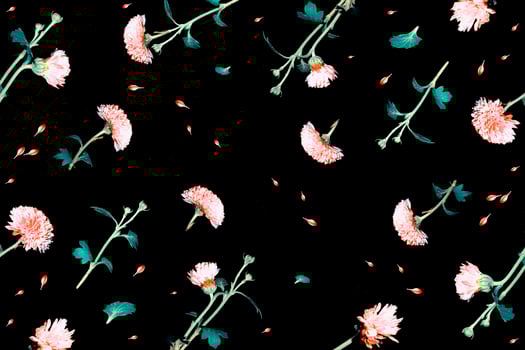 floral frame chrysanthemum. black background. Beautiful flowers composition. photo