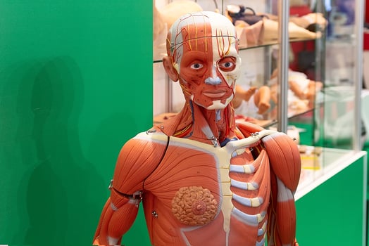 Human internal organs mannequin, training mannequin, muscle system detail photo