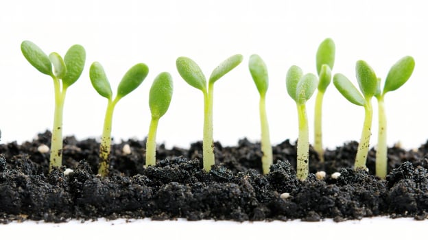 A group of young plants growing in the soil photo