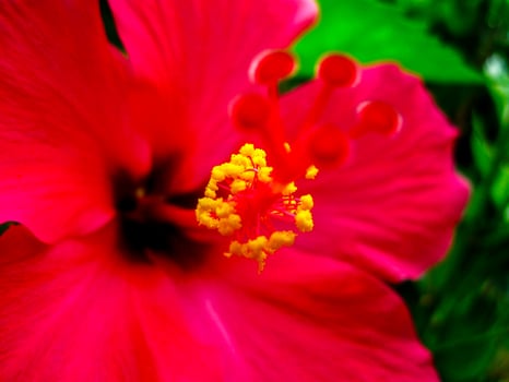 Close-up Of a Red Hibiscus Flower In The Garden photo