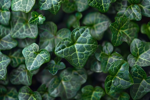 Lush Green Ivy Leaves Pattern for Nature and Botanical Design photo