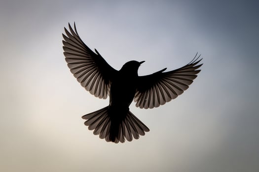 Bird mid flight silhouette, wings spread wide, dynamic pose against gradient background photo
