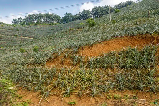 pineapple plantation on a mountainside, China photo