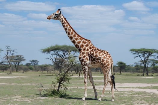 Giraffe grazing in African savannah under clear blue sky and sparse trees photo