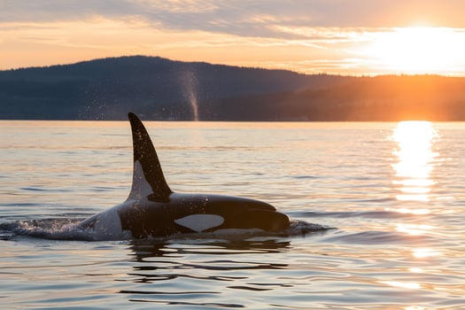 Orca emerges from the water at sunset, shimmering droplets in golden light photo