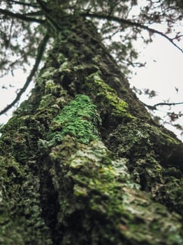 Close-up from bottom of the weathered texture of an old pine tree's bark, with a background of the pine tree's tall, towering branches. photo