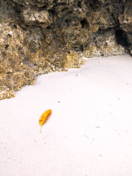 A yellow leaf that has fallen from a tree by the beach, lying between rough rocks and resting on the smooth white sand. photo