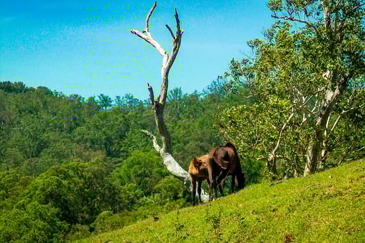 A horse in the wild roams the savannah hill, enjoying the grass, as seen from a distance photo