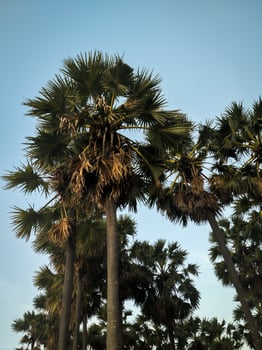 A Asian palmyra palm or Borassus flabellifer growing by the beach under a blue sky. This tree is commonly found in Asia or tropical climates. photo