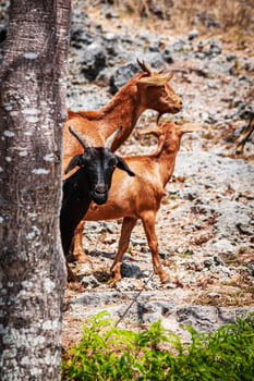 Black goat looking too camera beside tree between two brown goat photo