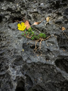 A wild purslane plant, or Portulaca, growing on a rocky shore by the beach, with a single yellow flower in bloom photo