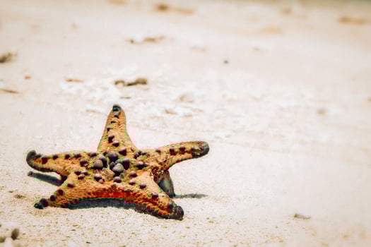 An orange Asian starfish lies stranded on the white sandy shores of Tablolong Beach under the midday sun. Its vibrant color contrasts beautifully with the pristine sand, creating a picturesque scene photo