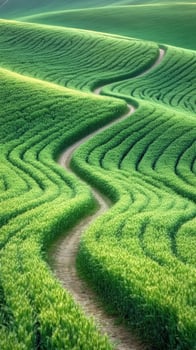 Winding path through lush green rice terraces in bright sunlight photo