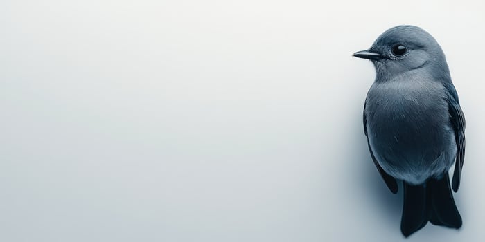 Robin perched quietly against a minimalist backdrop photo