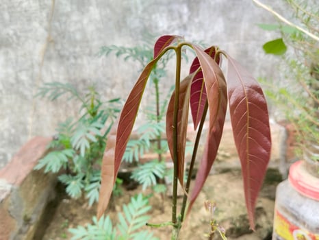 Newly grown mango plant seeds. brown leaf of new seedling mango photo