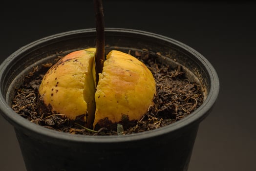 Macro shot of sprouted avocado seed planted in a pot on a black background photo